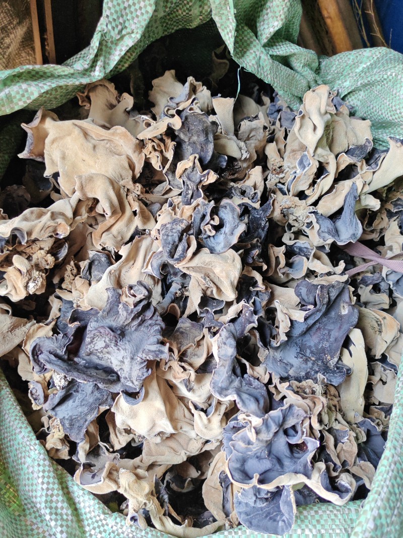 头茬毛木耳