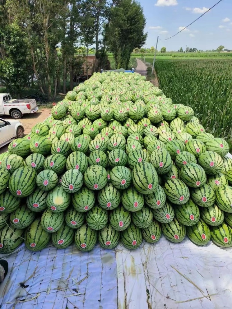 榆林金城5号西瓜定边西瓜皮薄多汁耐运输包熟包甜