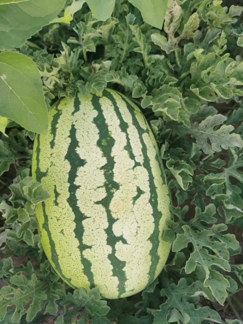 榆林金城5号西瓜定边西瓜皮薄多汁耐运输包熟包甜