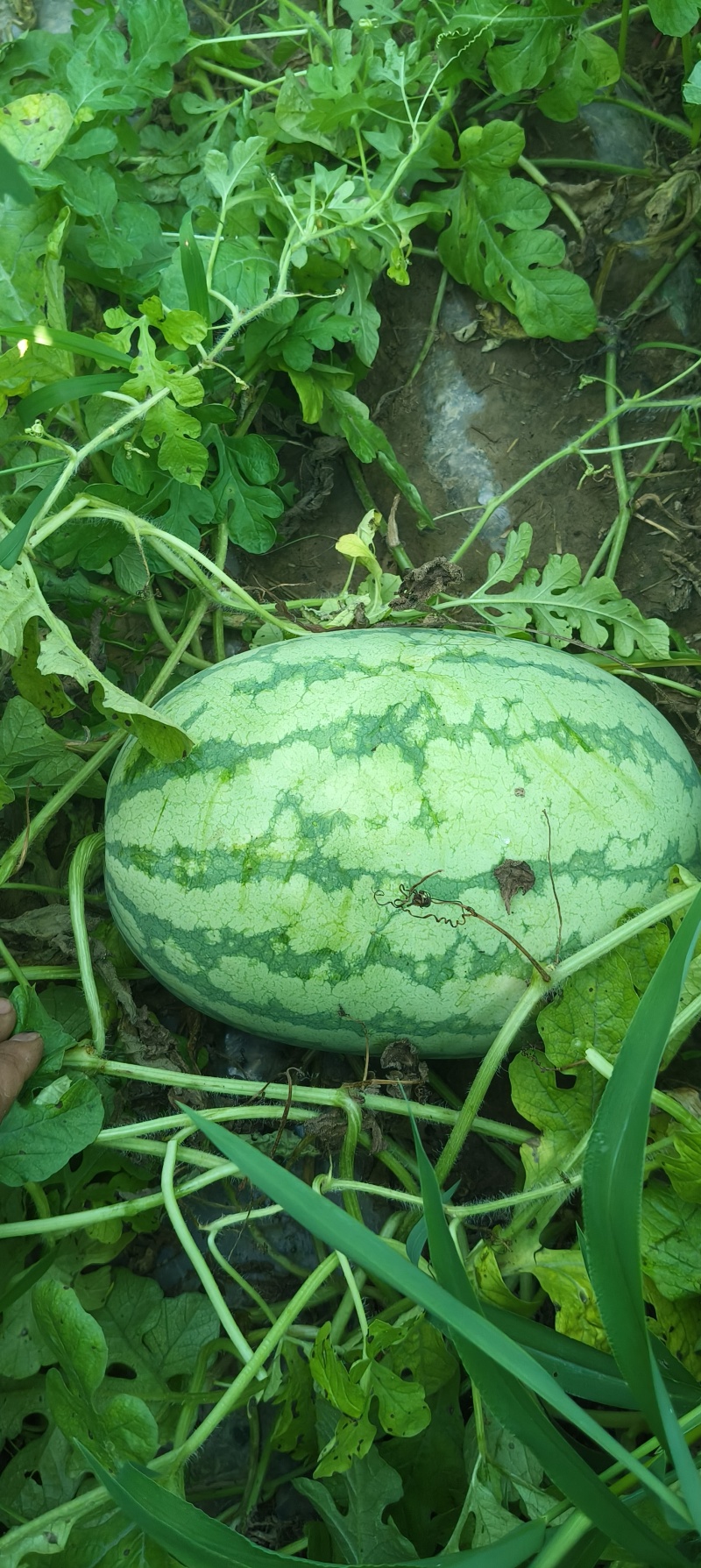 甜王西瓜，13个糖，
