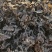 特级免洗地皮菜，干净无沙，泡发即可使用，（泡发率10）