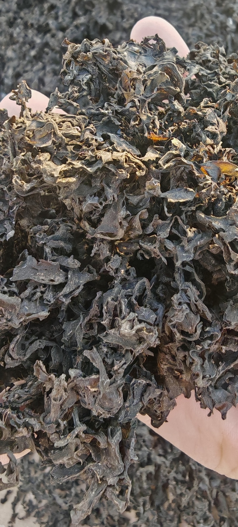 特级免洗地皮菜，干净无沙，泡发即可使用，（泡发率10）
