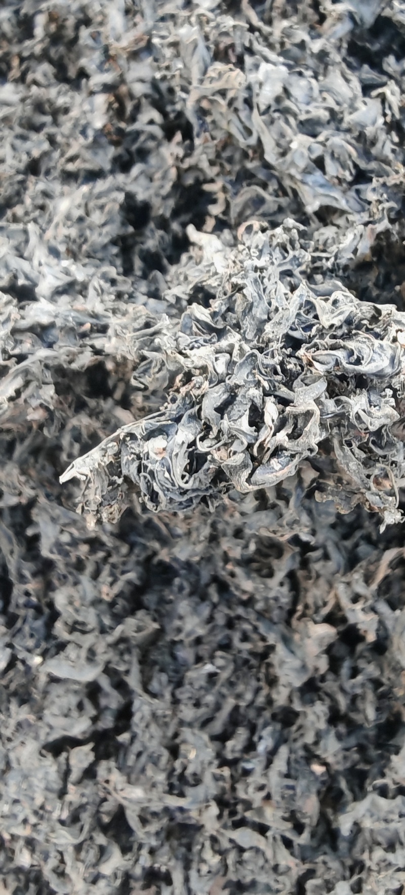 特级免洗地皮菜，干净无沙，泡发即可使用，（泡发率10）