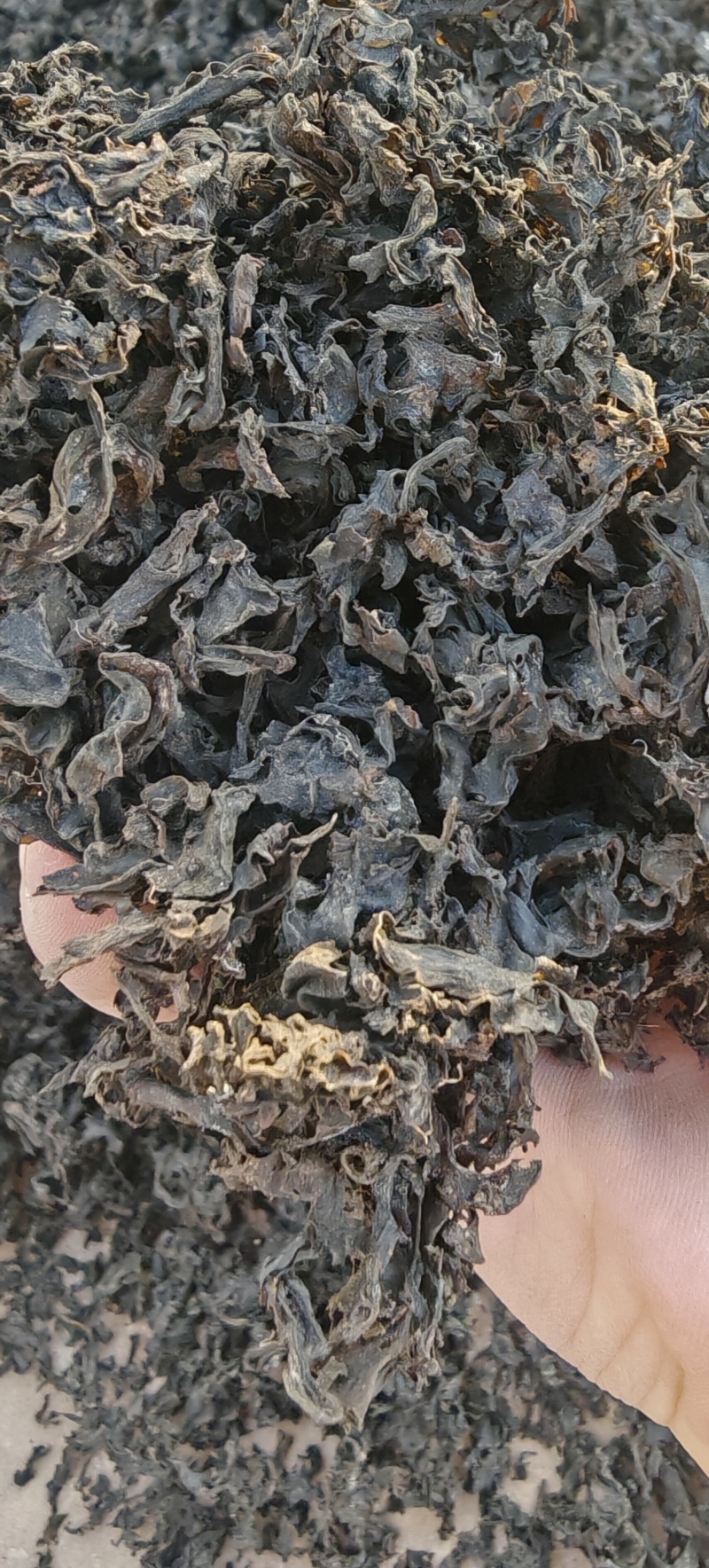 特级免洗地皮菜，干净无沙，泡发即可使用，（泡发率10）