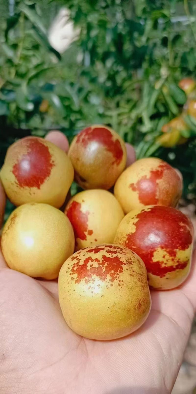 冬枣&大荔冬枣/大荔产地直供/现货随到随装/欢迎来电咨询