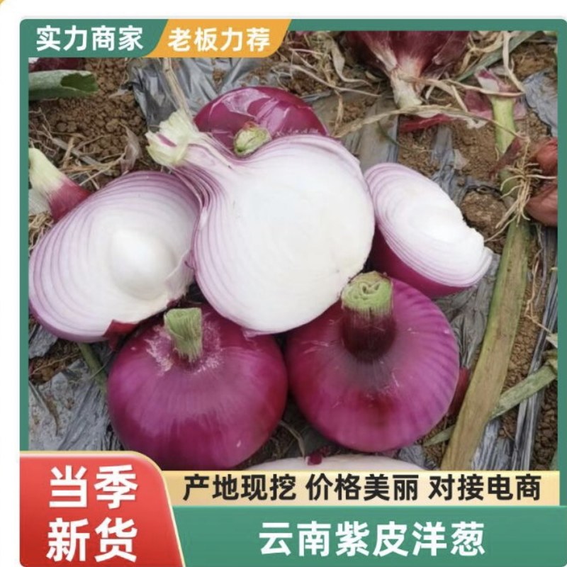 云南元谋红皮洋葱，精品洋葱大量有货保质保量欢迎咨询