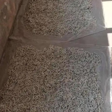 陆良僵蚕