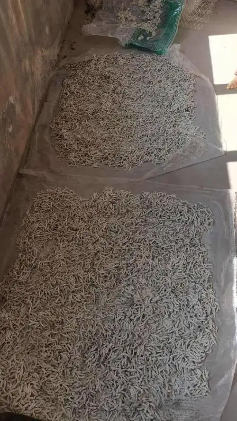 陆良僵蚕