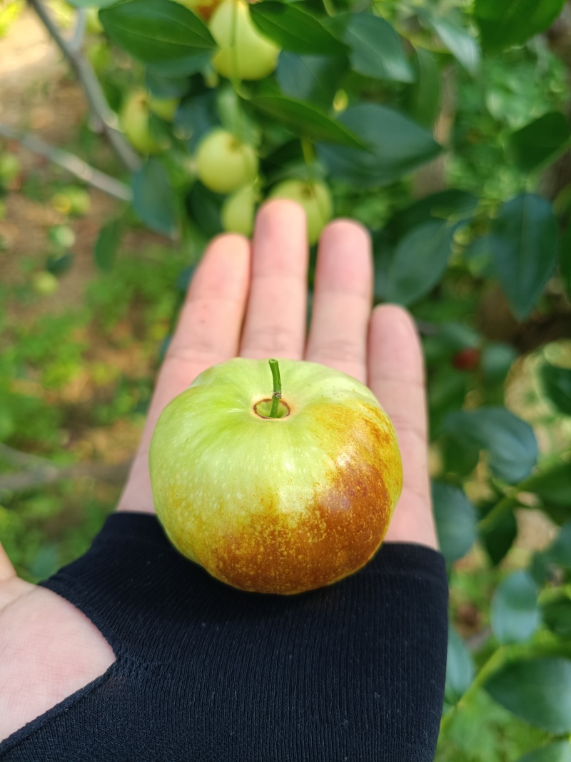 潘枣，枣子的一个新品，大量上市中，整车批发，一件代发