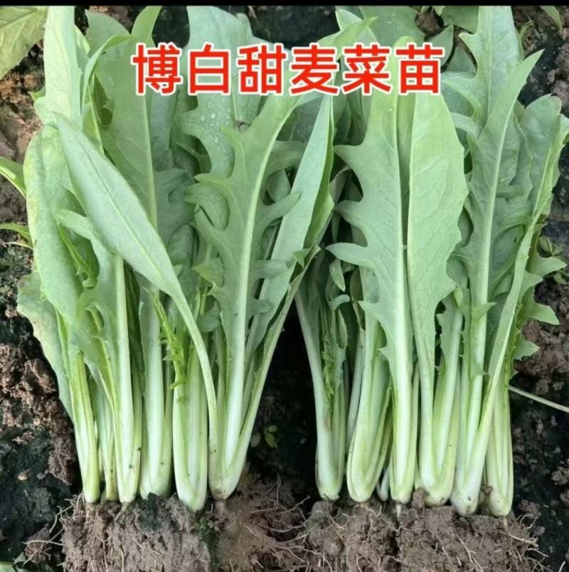 博白甜麦菜苗