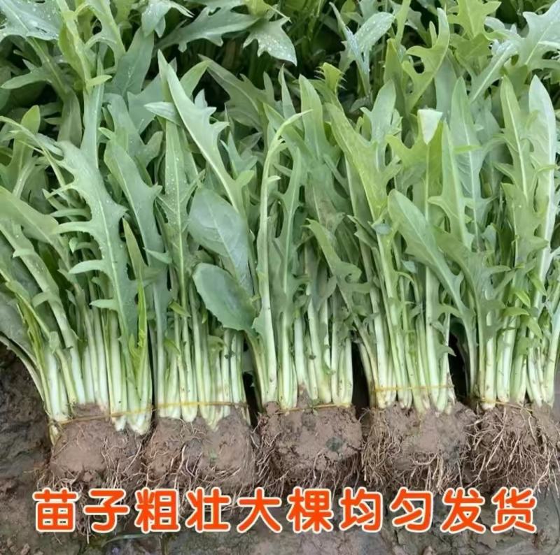 博白甜麦菜苗