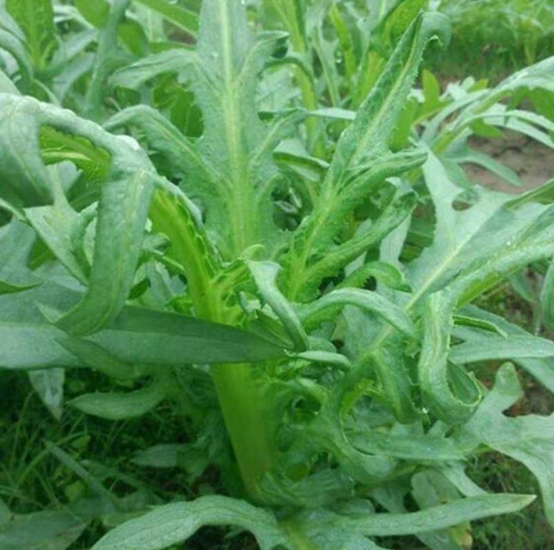 博白甜麦菜苗