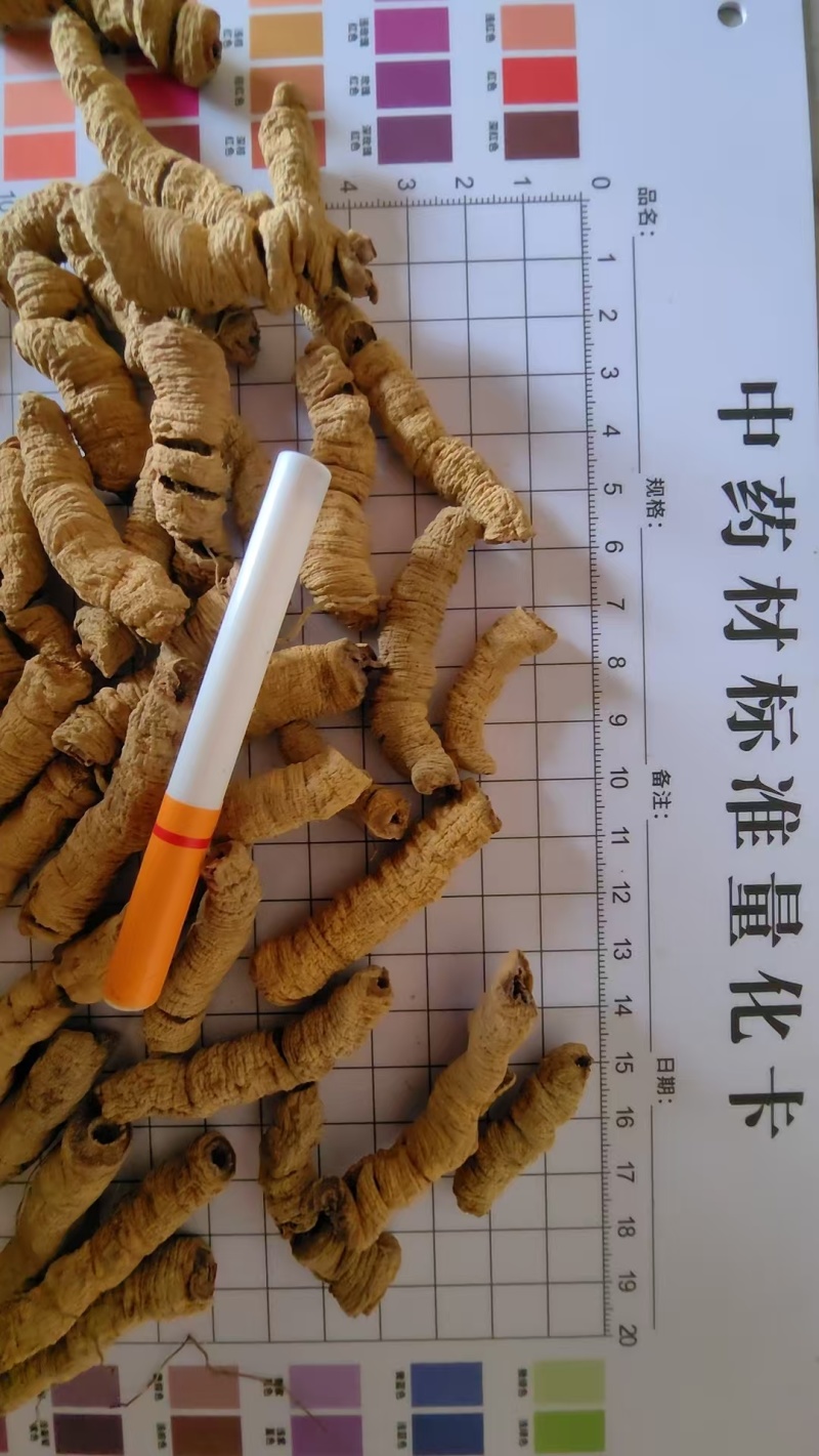 巴戟天标头