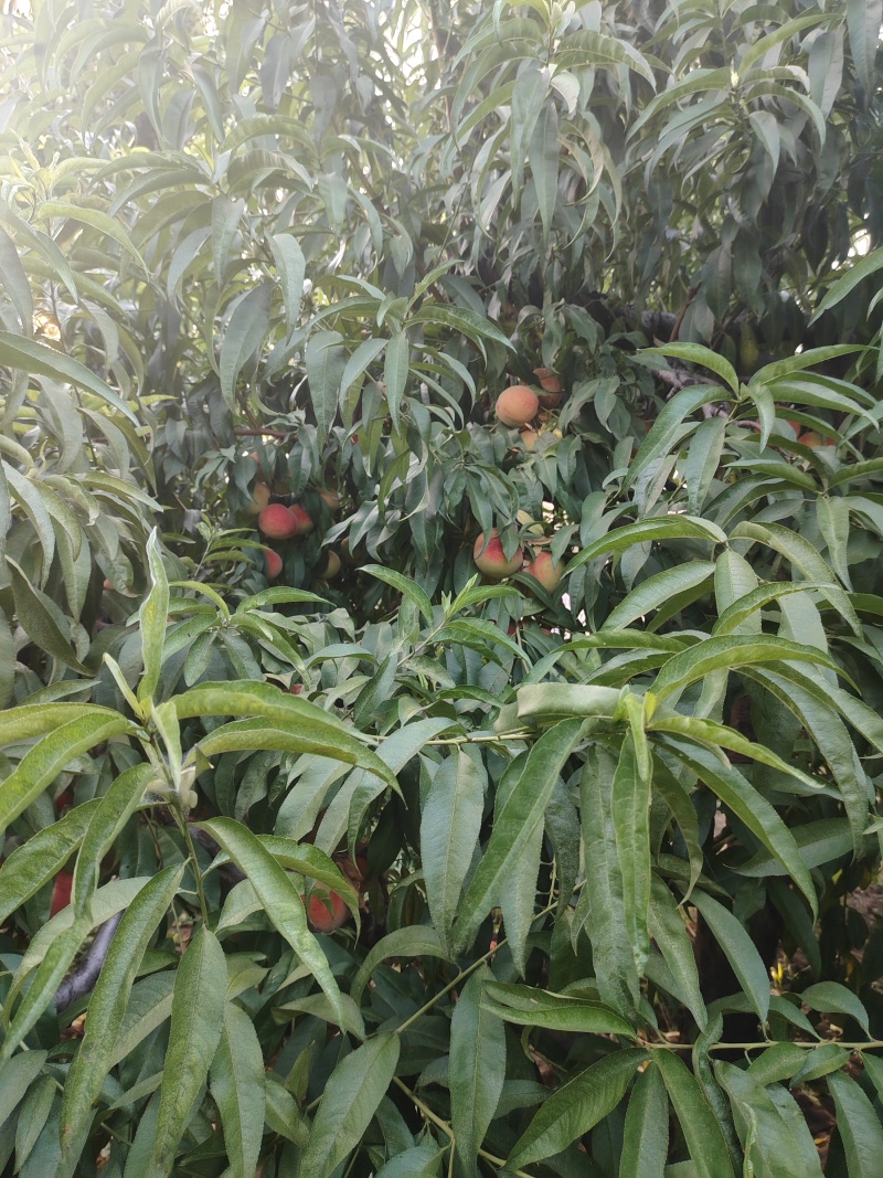 离核桃沙瓤红产地大量出