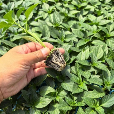 山东寿光基地直发各种辣椒苗：线椒，二荆条，螺丝椒，辣妹子