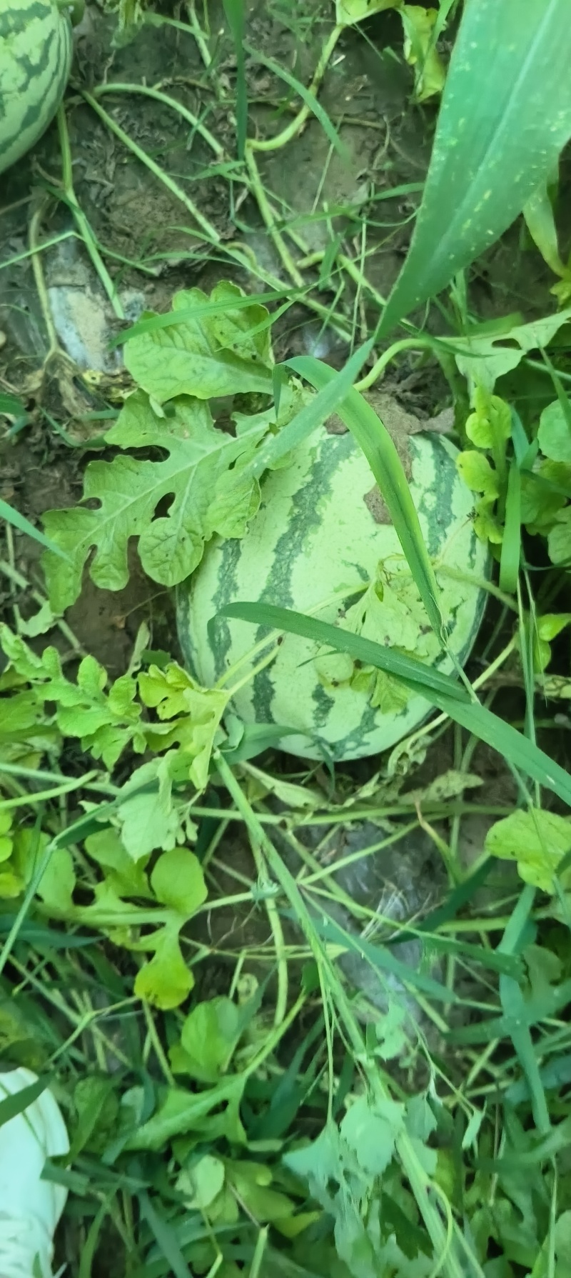 东营马场甜王，13个糖分