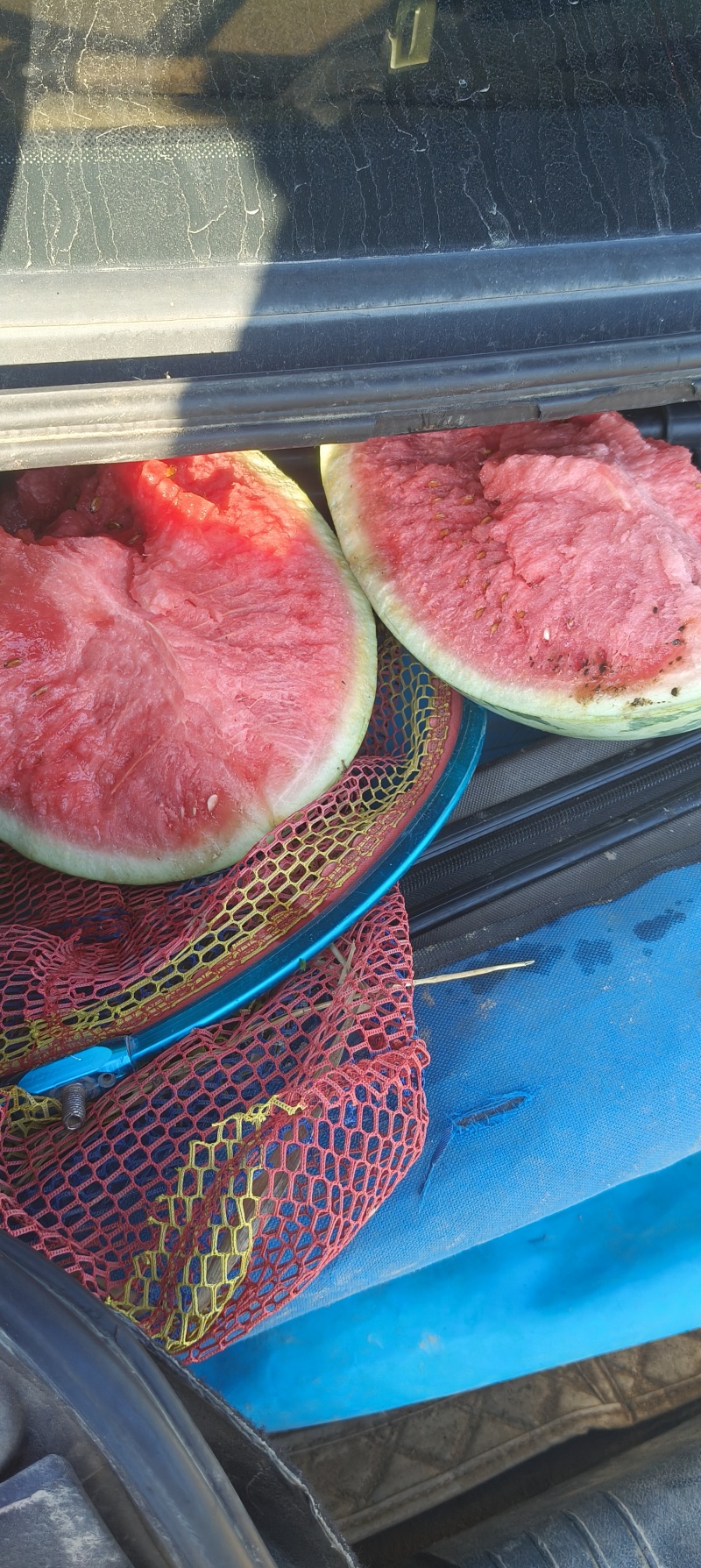 东营马场甜王，13个糖分