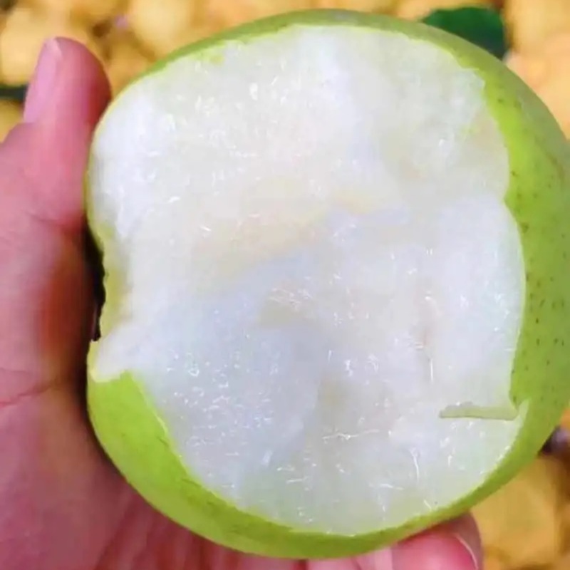 砀山特产翠玉梨🍐产地直销价格优惠支持视频看货