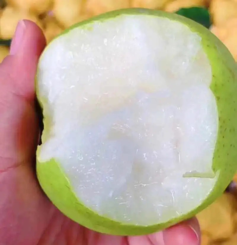 砀山特产翠玉梨🍐产地直销价格优惠支持视频看货
