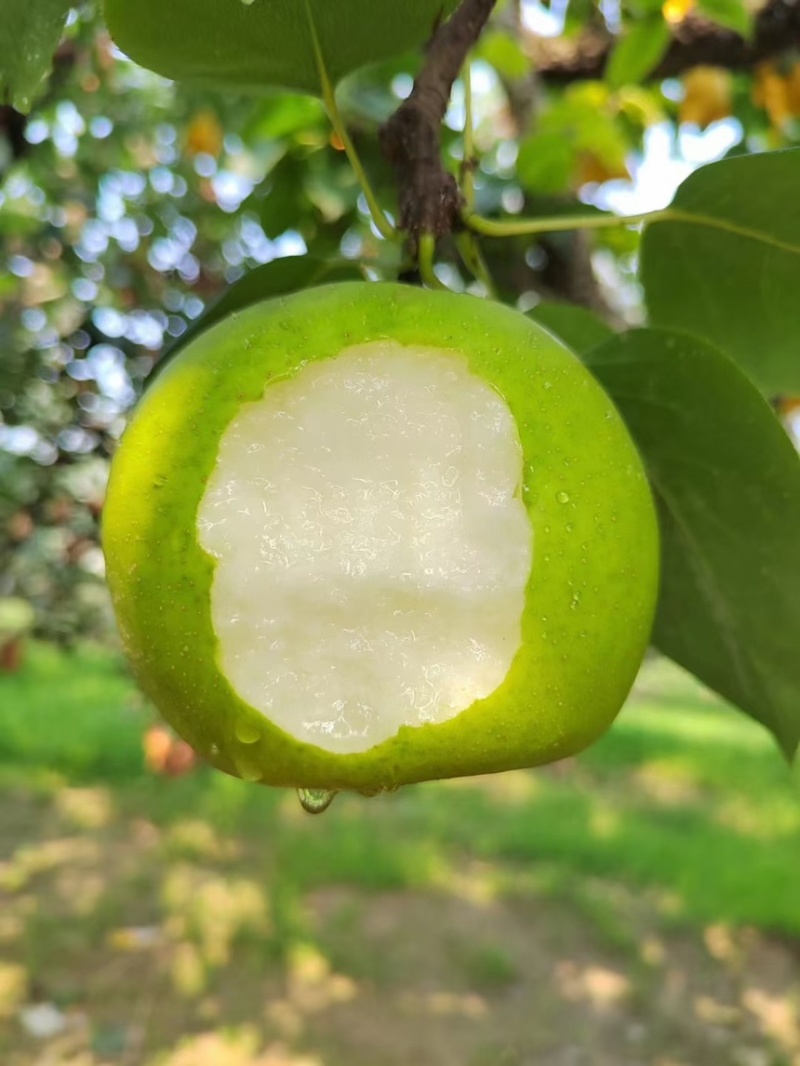 砀山特产翠玉梨🍐产地直销价格优惠支持视频看货
