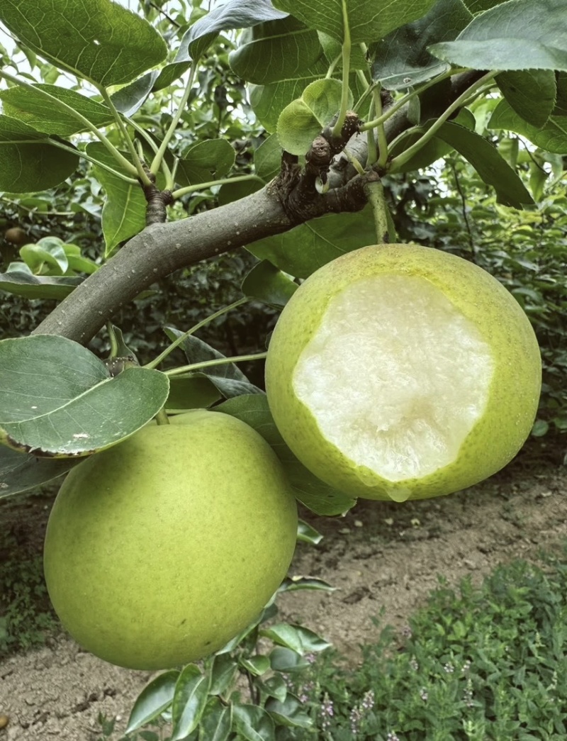 砀山特产翠玉梨🍐产地直销价格优惠支持视频看货