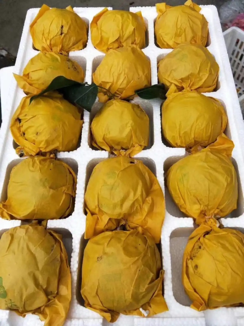 砀山特产翠玉梨🍐产地直销价格优惠支持视频看货