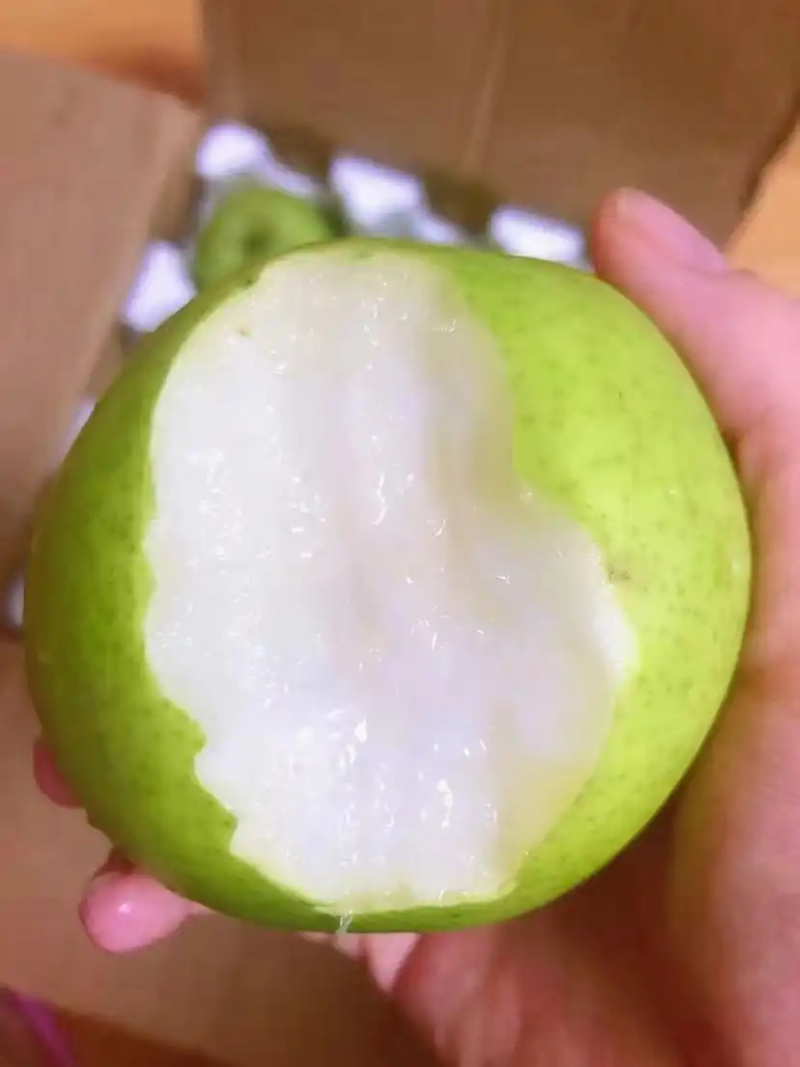 砀山特产翠玉梨🍐产地直销价格优惠支持视频看货