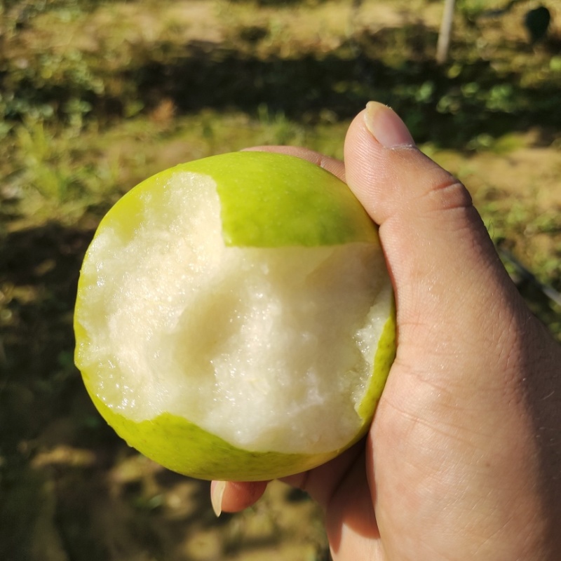 砀山特产翠玉梨🍐产地直销价格优惠支持视频看货