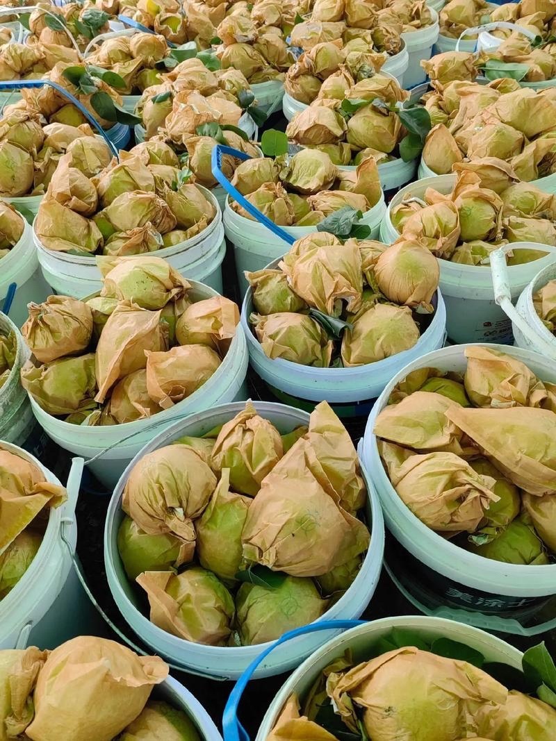 砀山特产翠玉梨🍐产地直销价格优惠支持视频看货