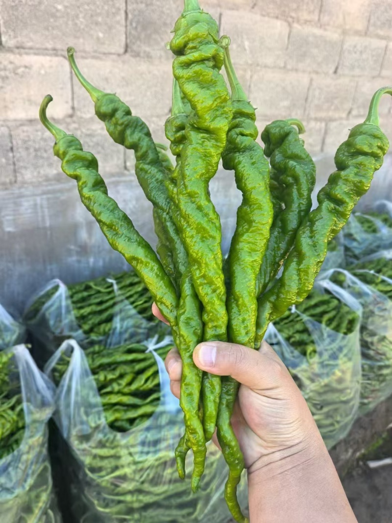 山东寿光基地直发各种辣椒苗：线椒，二荆条，螺丝椒，辣妹子
