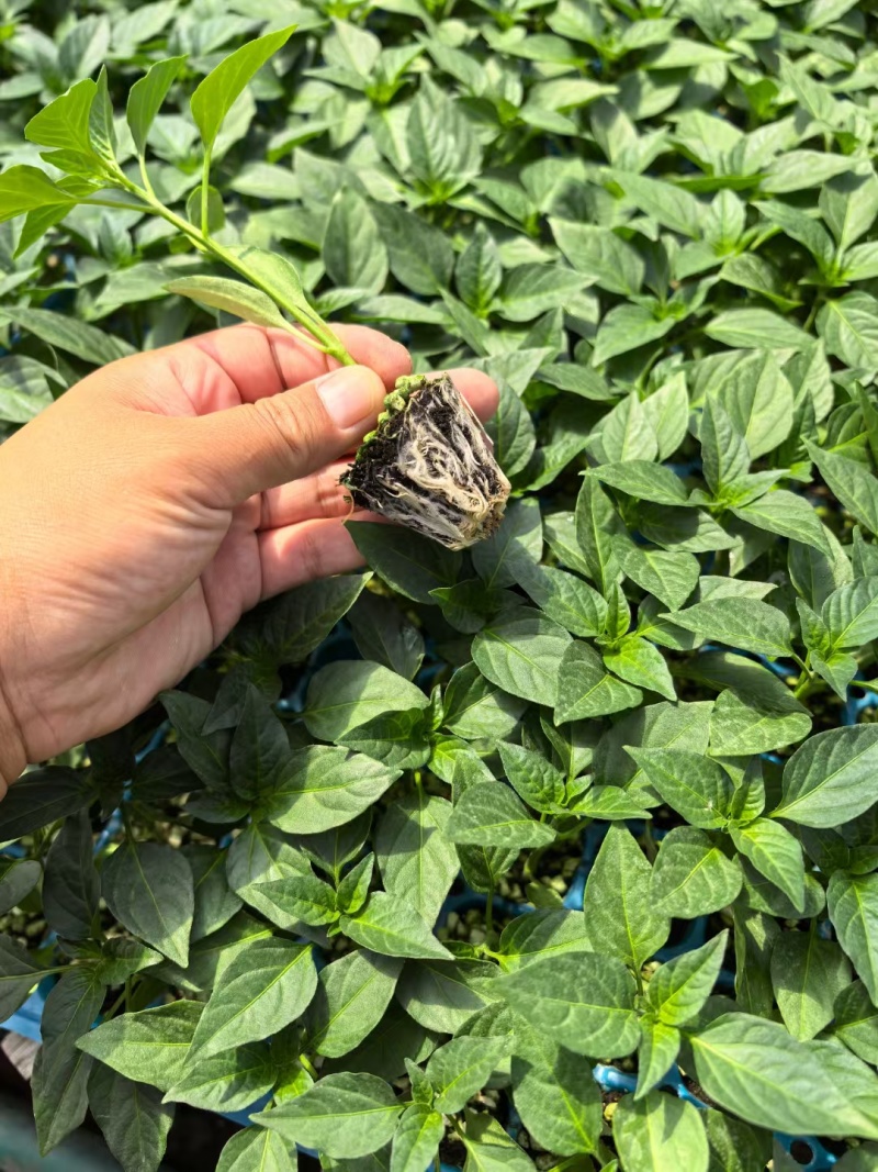 山东寿光基地直发各种辣椒苗：线椒，二荆条，螺丝椒，辣妹子