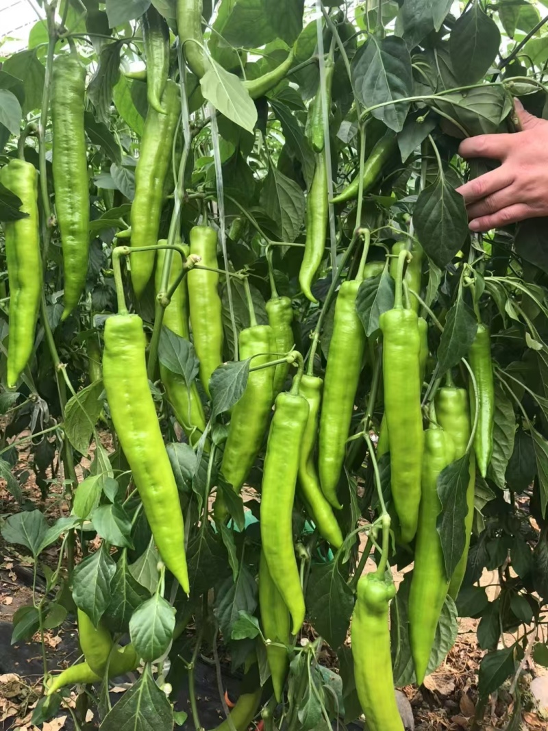 山东寿光基地直发各种辣椒苗：线椒，二荆条，螺丝椒，辣妹子