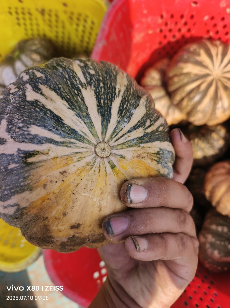 濑子板栗南瓜，盘龙南瓜，量大欢迎采购