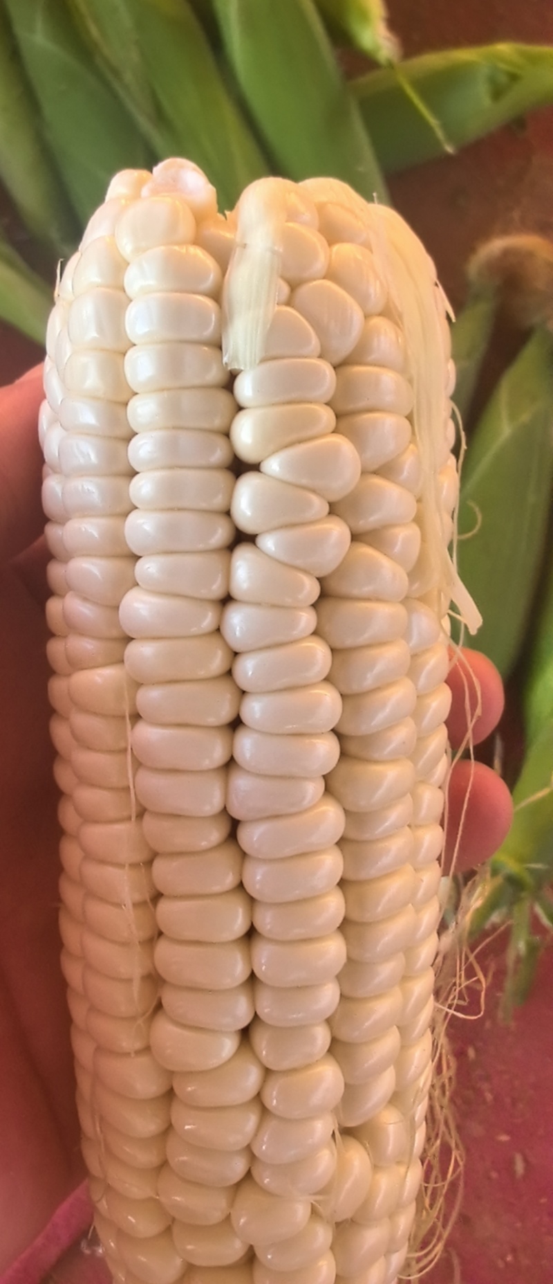 精品白糯玉米嘎嘎甜