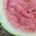 西瓜818现货