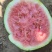西瓜818现货
