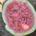 西瓜818现货