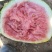 西瓜818现货