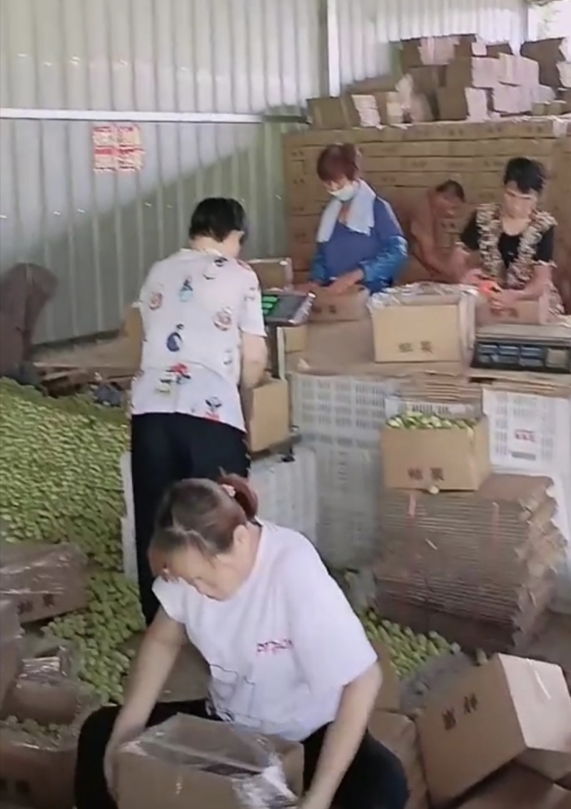 鲜枣，婆枣，枣脆王上市了，价格美丽，电商专用