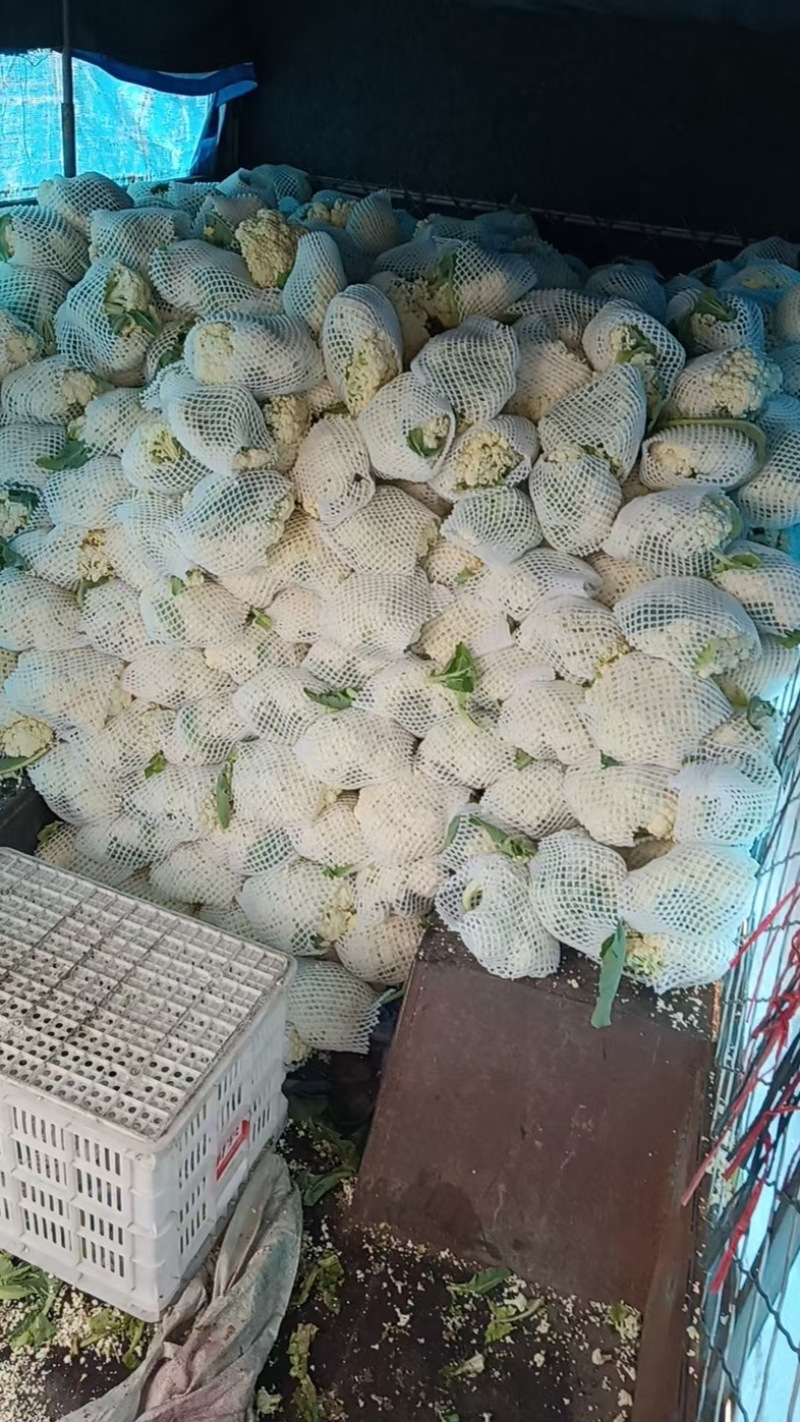 花菜