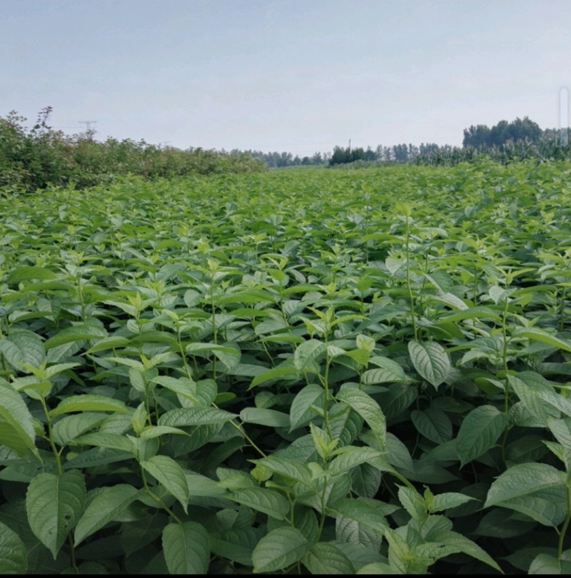 杜仲苗木本中药材南北方均适宜栽植包技术包邮