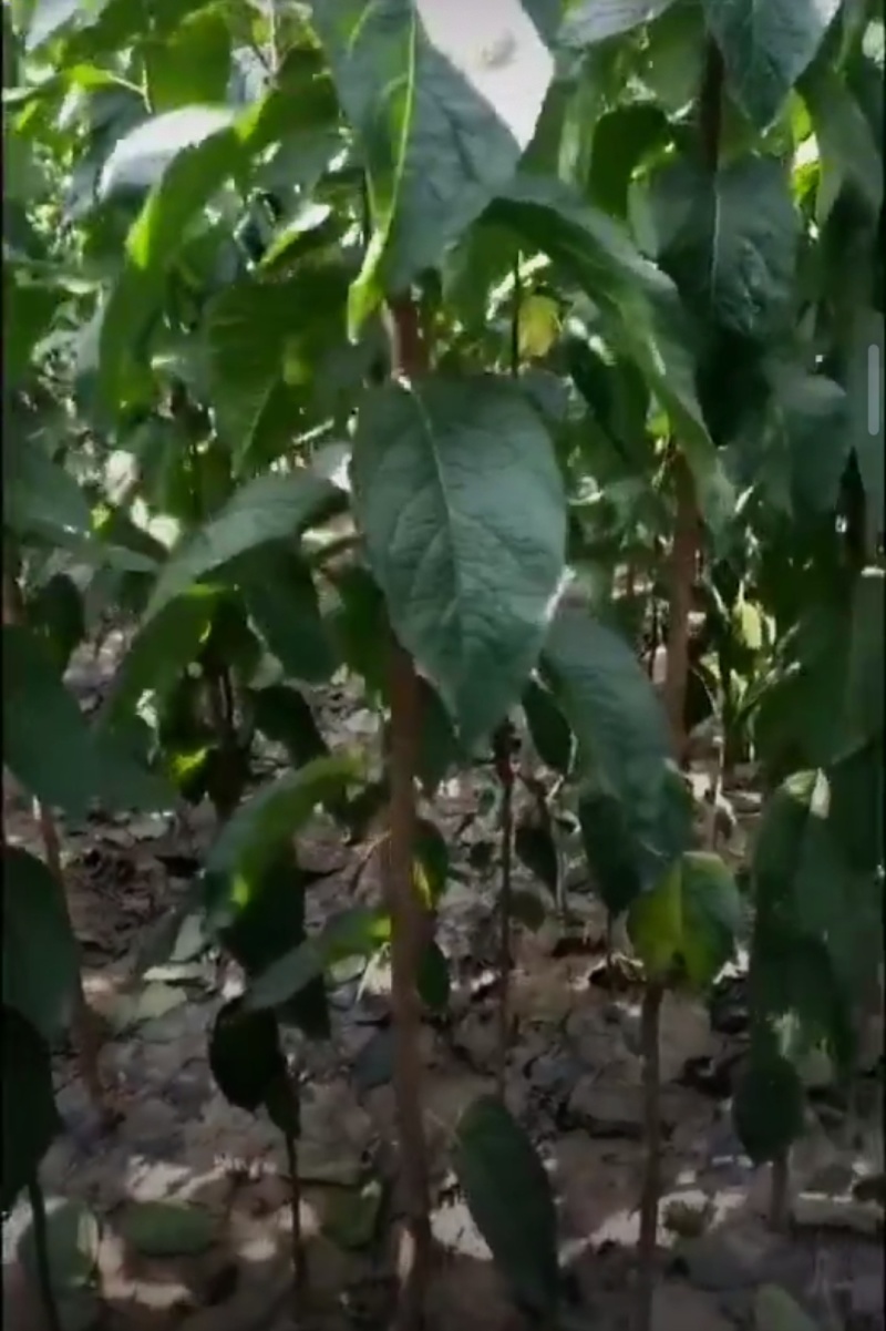 杜仲苗木本中药材南北方均适宜栽植包技术包邮