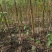 杜仲苗木本中药材南北方均适宜栽植包技术包邮