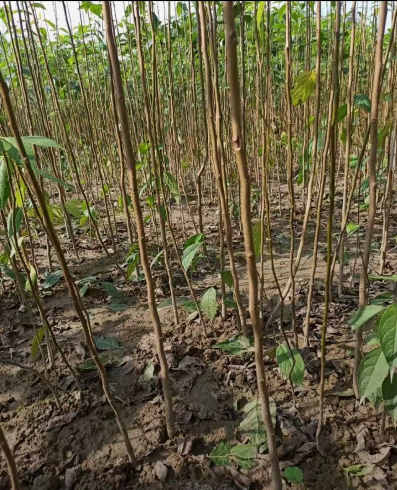 杜仲苗木本中药材南北方均适宜栽植包技术包邮
