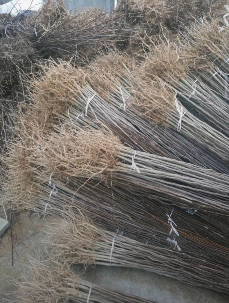 杜仲苗木本中药材南北方均适宜栽植包技术包邮