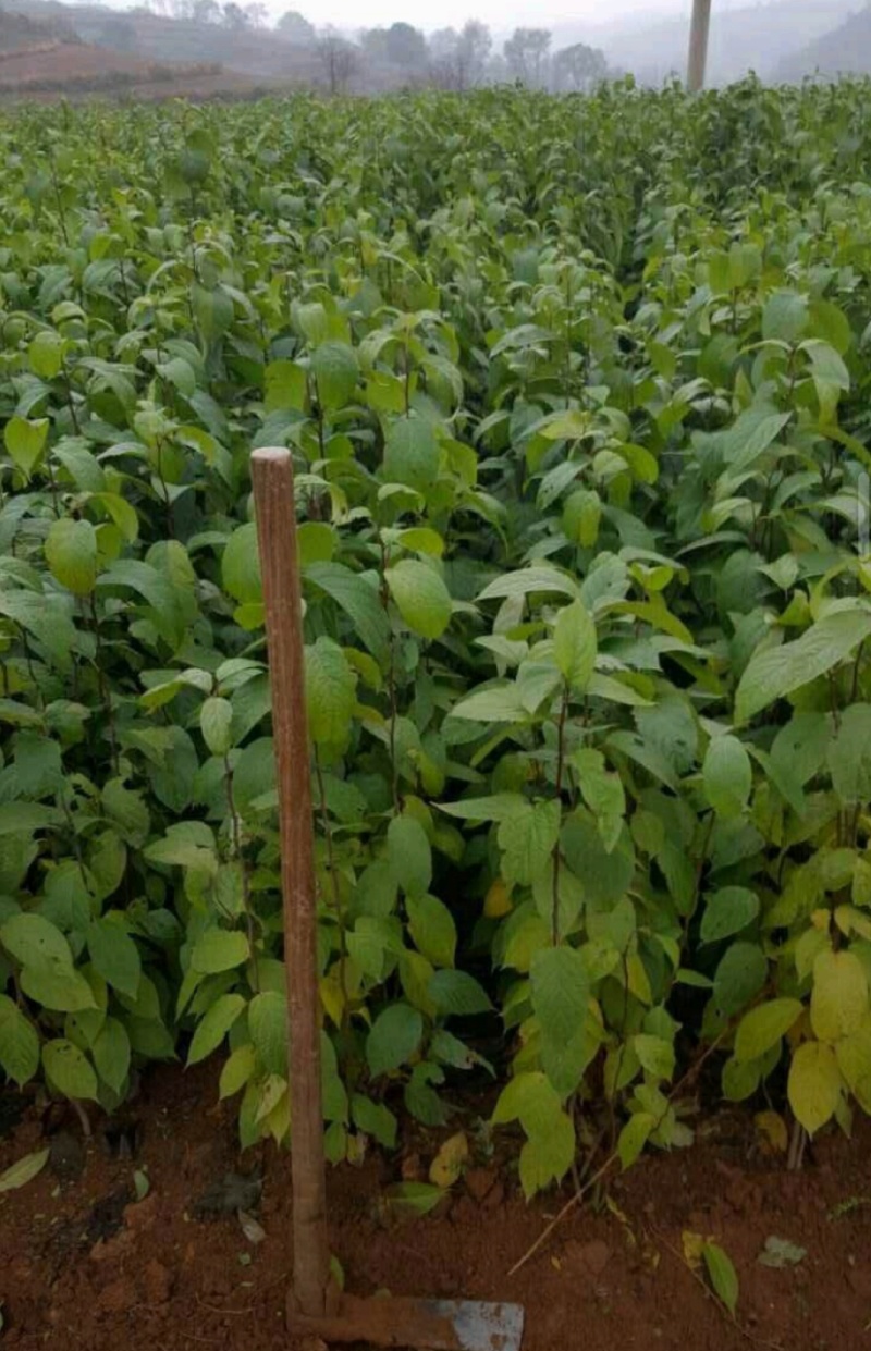 杜仲苗木本中药材南北方均适宜栽植包技术包邮