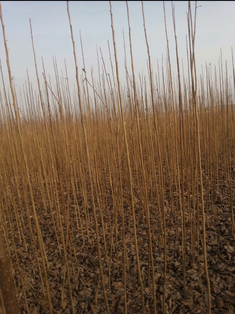 杜仲苗木本中药材南北方均适宜栽植包技术包邮