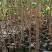 杜仲苗木本中药材南北方均适宜栽植包技术包邮