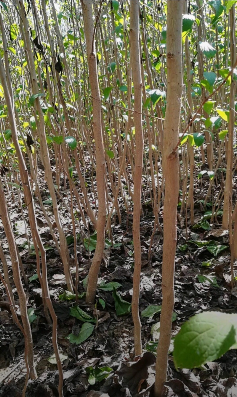 杜仲苗木本中药材南北方均适宜栽植包技术包邮