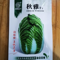河南郑州大白菜种子秋雅菜型美观叶色较绿包心快中桩叠包